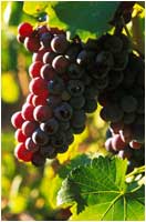 Grenache