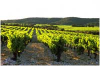 Vineyard of Tavel